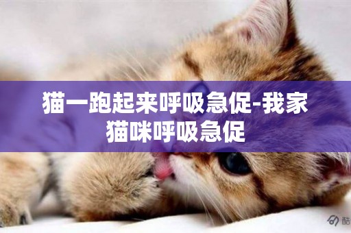 貓一跑起來呼吸急促-我家貓咪呼吸急促