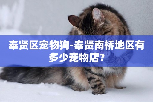 奉賢區寵物狗-奉賢南橋地區有多少寵物店？