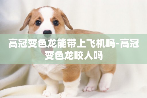 高冠變色龍能帶上飛機嗎-高冠變色龍咬人嗎