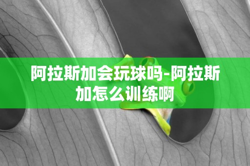 阿拉斯加會玩球嗎-阿拉斯加怎么訓練啊