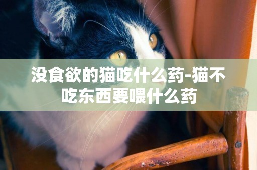 沒食欲的貓吃什么藥-貓不吃東西要喂什么藥