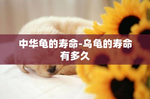中華龜的壽命-烏龜的壽命有多久