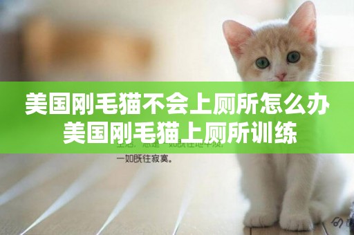 美國剛毛貓不會上廁所怎么辦 美國剛毛貓上廁所訓練