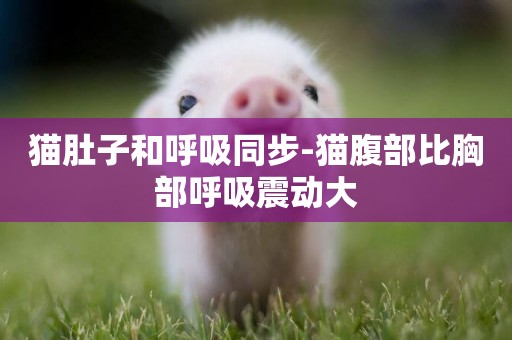貓肚子和呼吸同步-貓腹部比胸部呼吸震動大