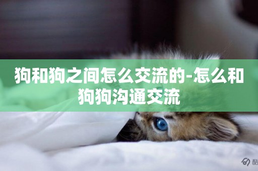 狗和狗之間怎么交流的-怎么和狗狗溝通交流