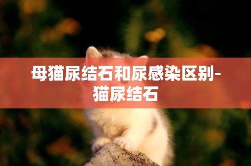 母貓尿結石和尿感染區別-貓尿結石