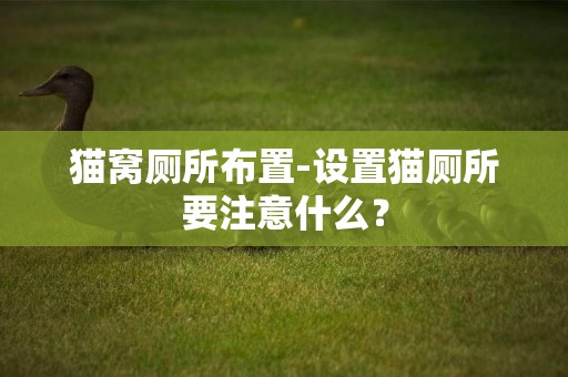 貓窩廁所布置-設置貓廁所要注意什么？