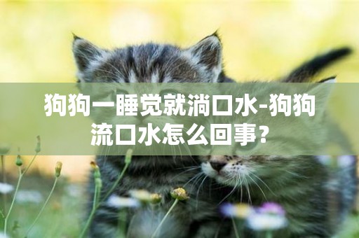狗狗一睡覺就淌口水-狗狗流口水怎么回事？