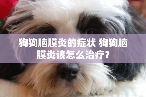 狗狗腦膜炎的癥狀 狗狗腦膜炎該怎么治療？