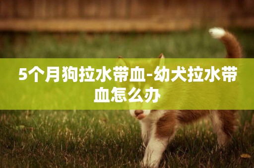 5個月狗拉水帶血-幼犬拉水帶血怎么辦