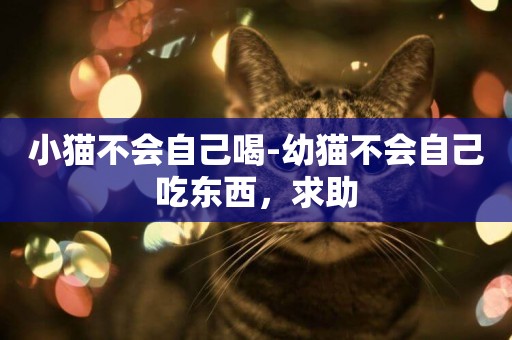小貓不會自己喝-幼貓不會自己吃東西，求助