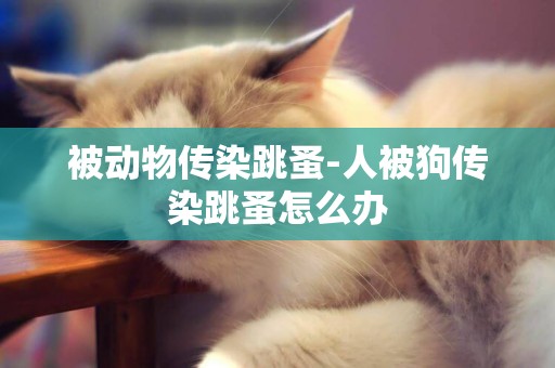 被動物傳染跳蚤-人被狗傳染跳蚤怎么辦