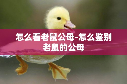怎么看老鼠公母-怎么鑒別老鼠的公母