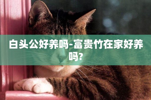 白頭公好養嗎-富貴竹在家好養嗎?