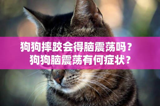 狗狗摔跤會得腦震蕩嗎？ 狗狗腦震蕩有何癥狀？