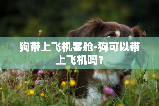 狗帶上飛機客艙-狗可以帶上飛機嗎？