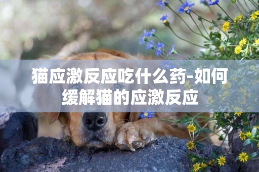 貓應激反應吃什么藥-如何緩解貓的應激反應
