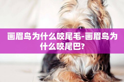 畫眉鳥為什么咬尾毛-畫眉鳥為什么咬尾巴?