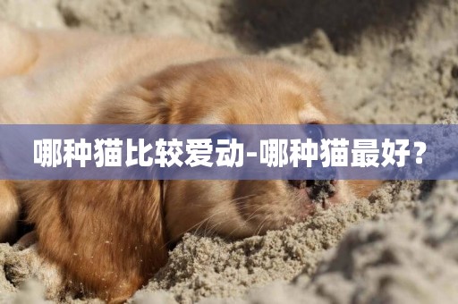 哪種貓比較愛動-哪種貓最好？