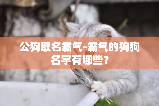 公狗取名霸氣-霸氣的狗狗名字有哪些？