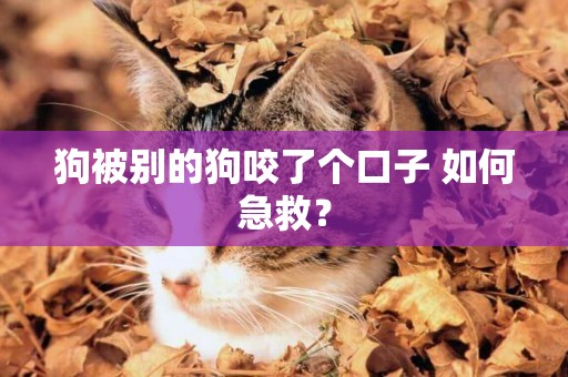 狗被別的狗咬了個口子 如何急救？