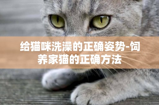 給貓咪洗澡的正確姿勢-飼養家貓的正確方法
