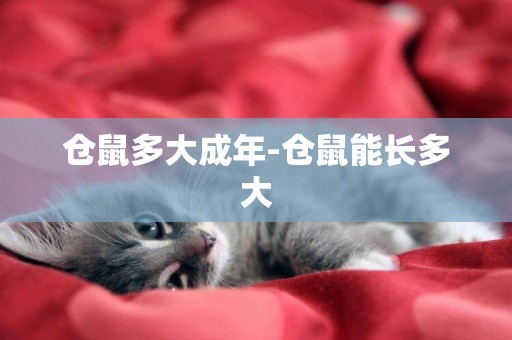 倉鼠多大成年-倉鼠能長多大