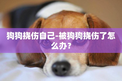 狗狗撓傷自己-被狗狗撓傷了怎么辦？
