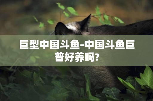 巨型中國斗魚-中國斗魚巨普好養嗎?