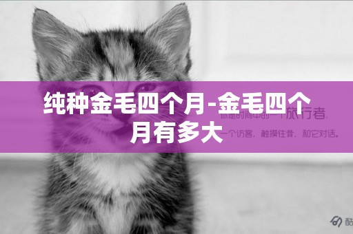 純種金毛四個月-金毛四個月有多大