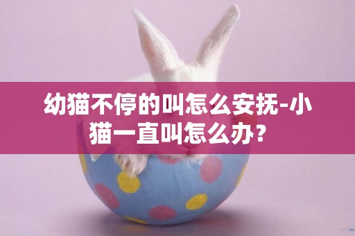 幼貓不停的叫怎么安撫-小貓一直叫怎么辦？