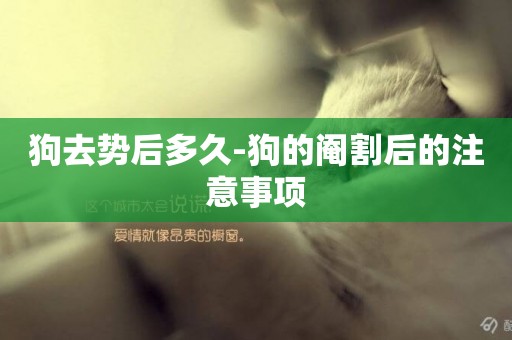 狗去勢后多久-狗的閹割后的注意事項