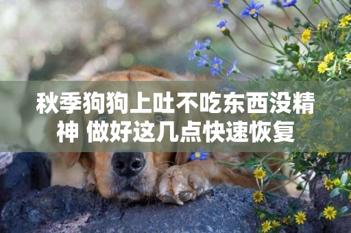 秋季狗狗上吐不吃東西沒精神 做好這幾點快速恢復