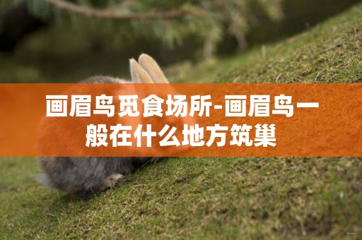 畫眉鳥覓食場所-畫眉鳥一般在什么地方筑巢