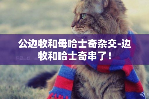 公邊牧和母哈士奇雜交-邊牧和哈士奇串了！