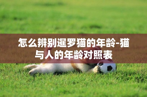 怎么辨別暹羅貓的年齡-貓與人的年齡對照表
