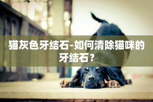 貓灰色牙結石-如何清除貓咪的牙結石？