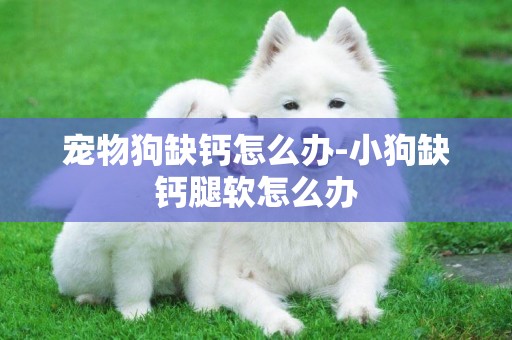 寵物狗缺鈣怎么辦-小狗缺鈣腿軟怎么辦