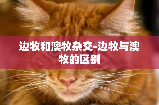 邊牧和澳牧雜交-邊牧與澳牧的區別
