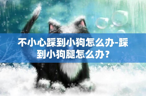 不小心踩到小狗怎么辦-踩到小狗腿怎么辦？