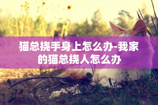貓總撓手身上怎么辦-我家的貓總撓人怎么辦