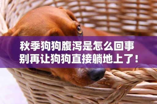 秋季狗狗腹瀉是怎么回事 別再讓狗狗直接躺地上了！