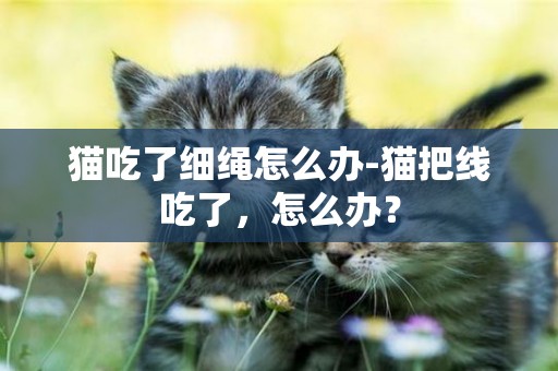 貓吃了細繩怎么辦-貓把線吃了，怎么辦？