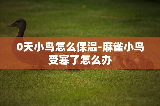 0天小鳥怎么保溫-麻雀小鳥受寒了怎么辦
