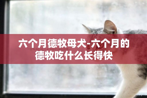六個月德牧母犬-六個月的德牧吃什么長得快