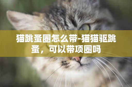 貓跳蚤圈怎么帶-貓貓驅跳蚤，可以帶項圈嗎