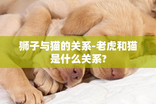 獅子與貓的關系-老虎和貓是什么關系?