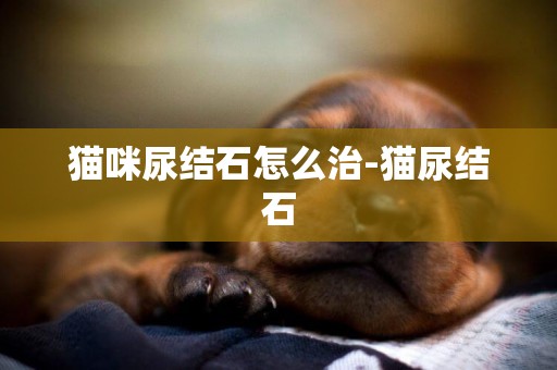 貓咪尿結石怎么治-貓尿結石