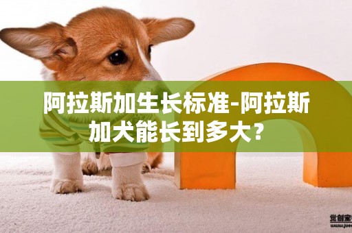 阿拉斯加生長標準-阿拉斯加犬能長到多大？