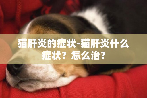 貓肝炎的癥狀-貓肝炎什么癥狀？怎么治？